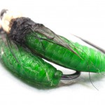 pupae