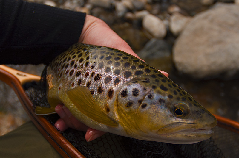 a-beautiful-goldy-trout